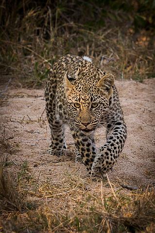 130 Zuid-Afrika, Sabi Sand Game Reserve, luipaard.jpg